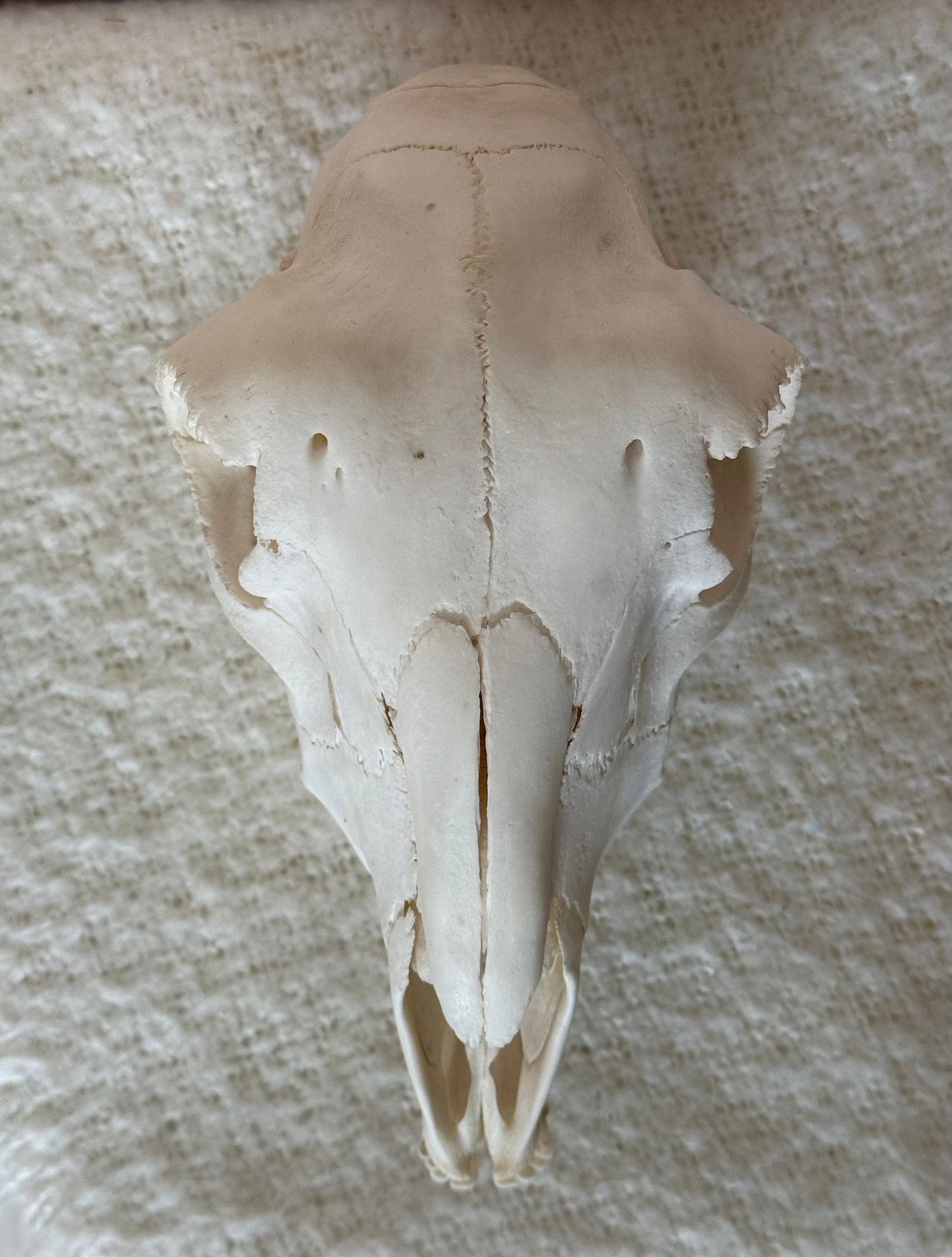 Lamb Skull