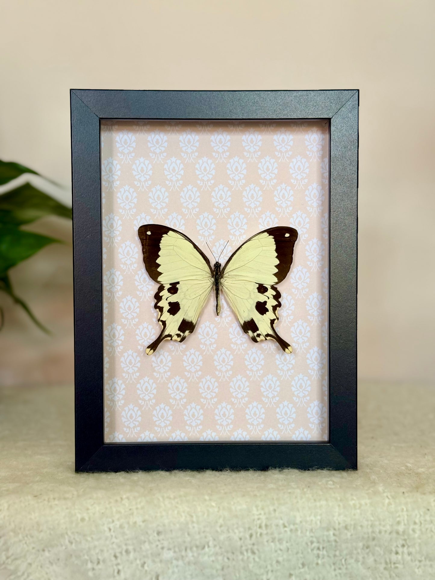 Mocker Swallowtail
