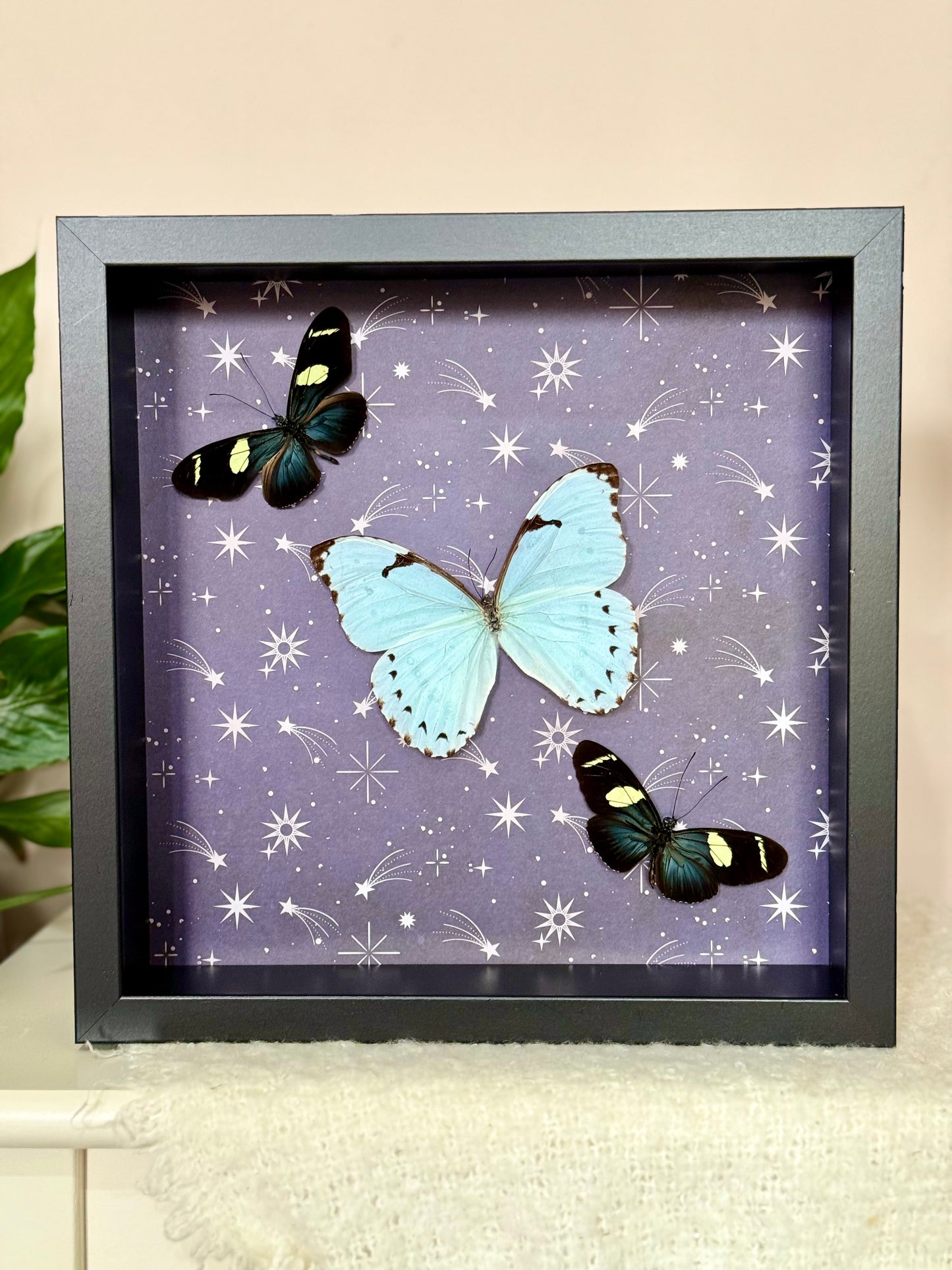 Mint Morpho & Sara Longwing Butterflies