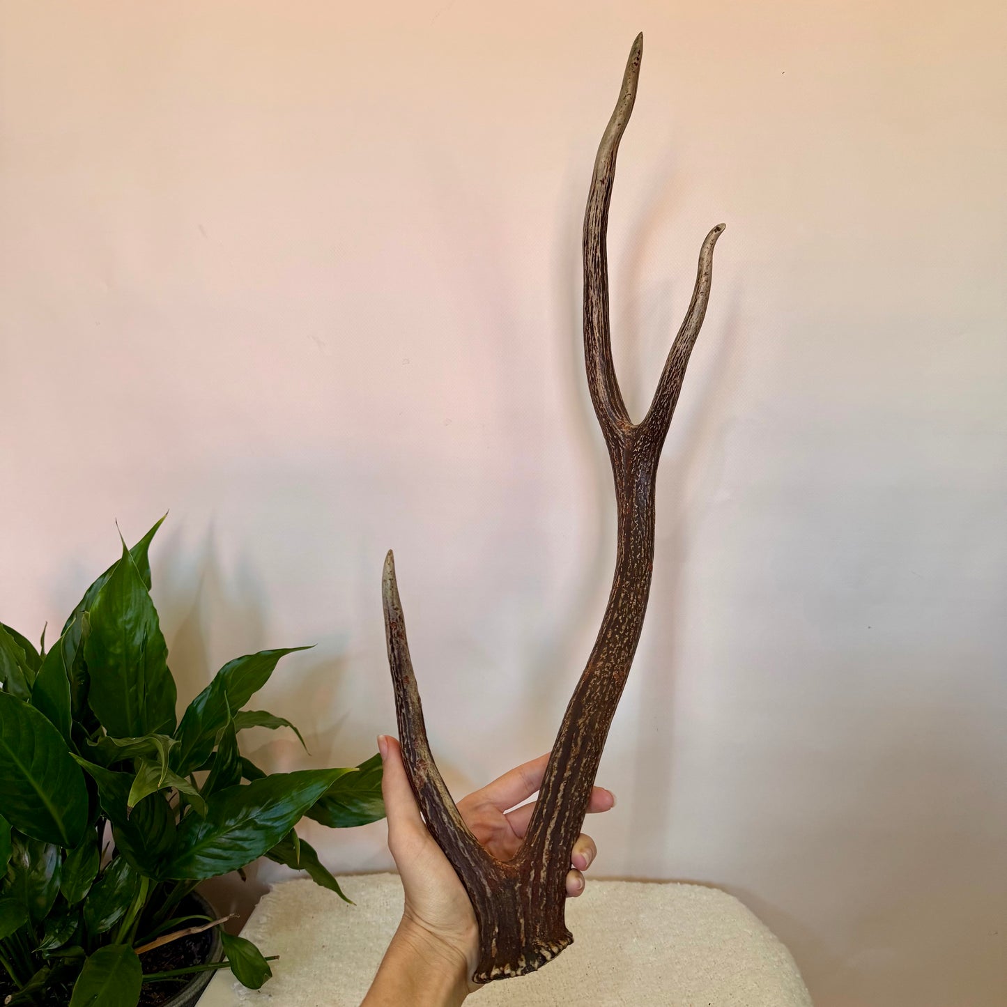 Chital Deer Antlers - Large