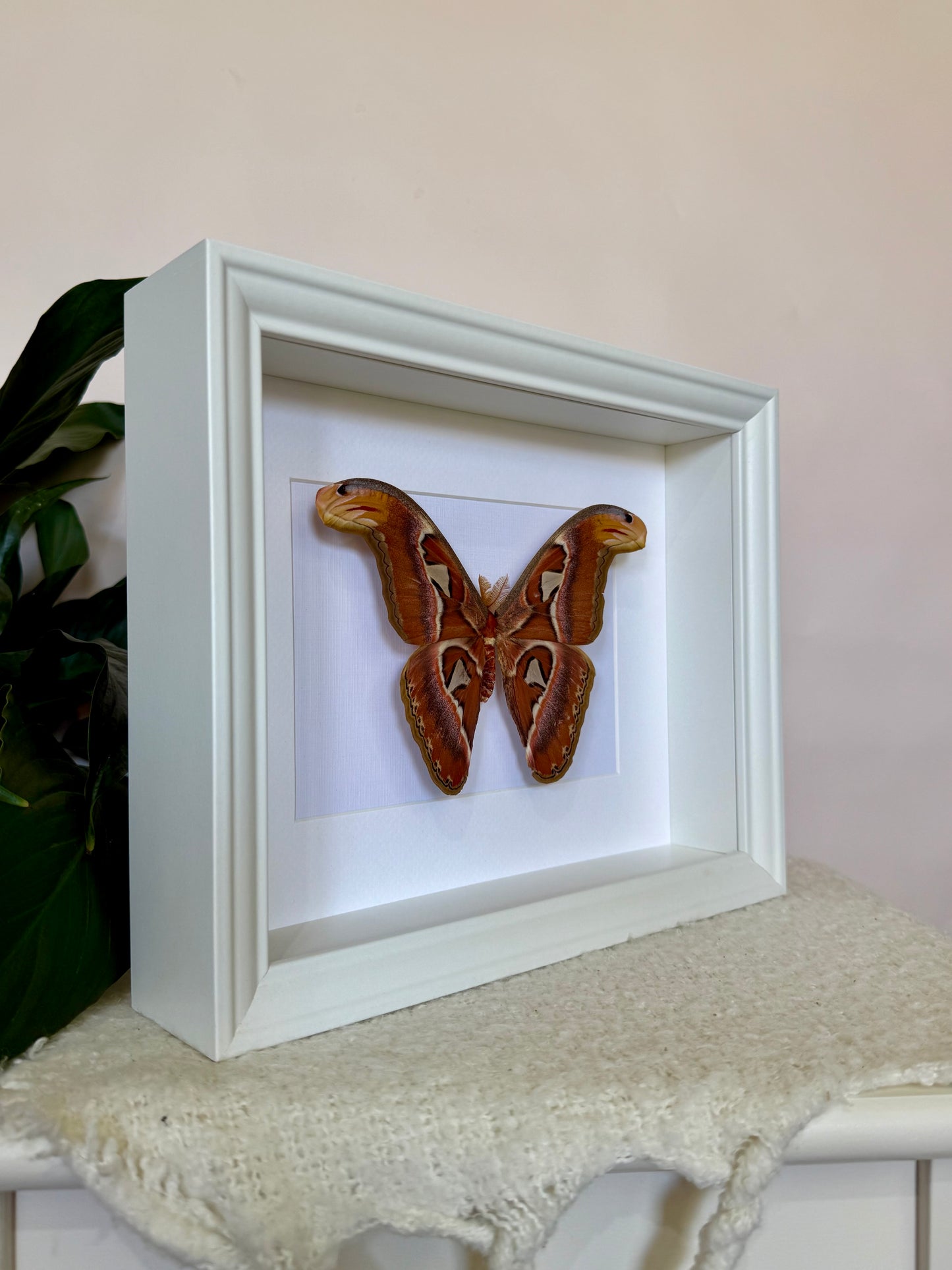 Male Atlas Moth