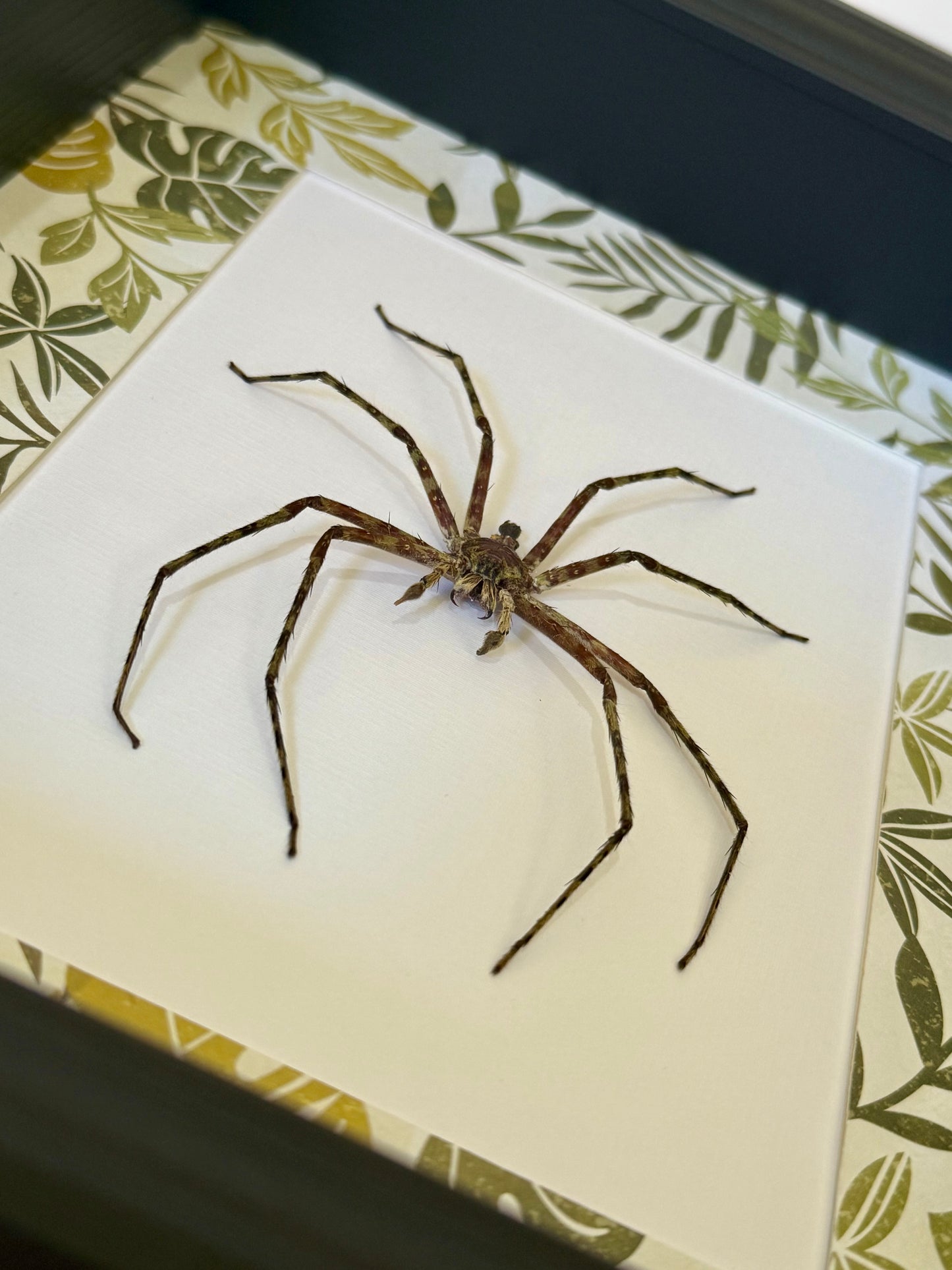 Lichen Huntsman Spider