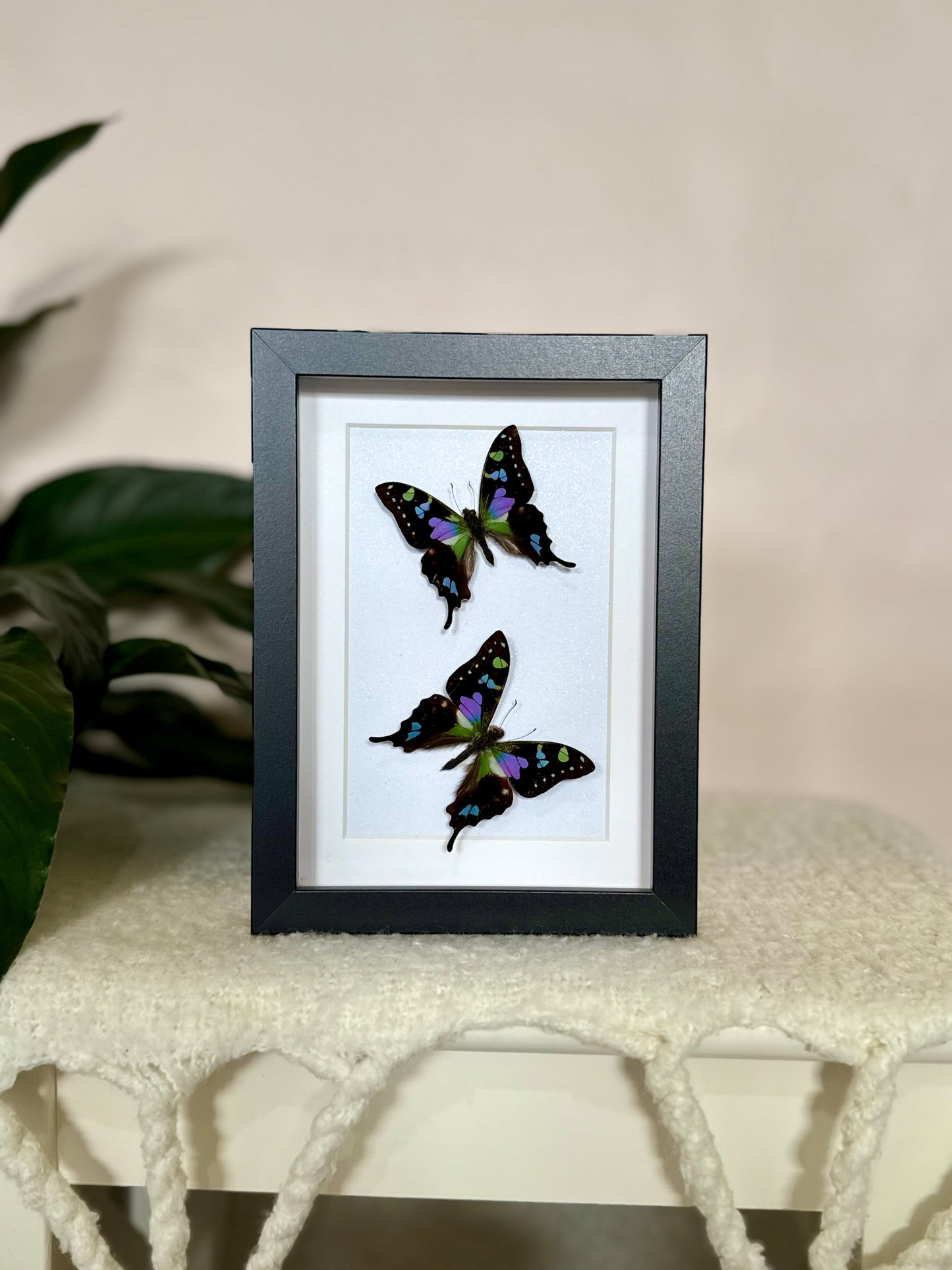 Two Purple Spotted Swallowtails