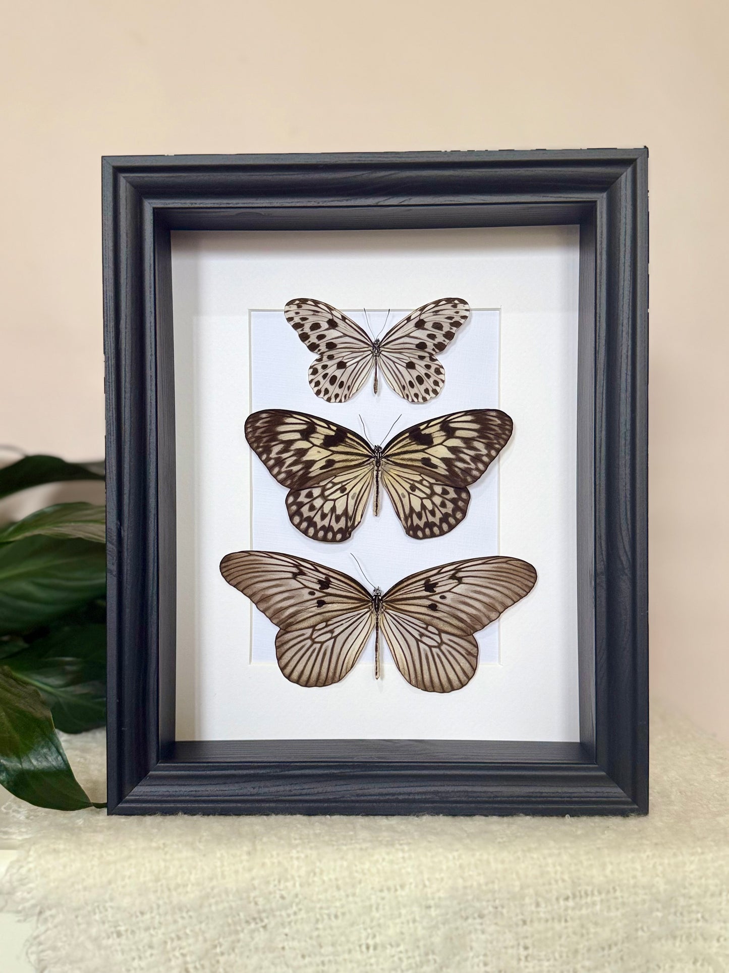 Smaller Wood Nymph, Large Tree Nymph & Blanchard's Ghost Butterfly