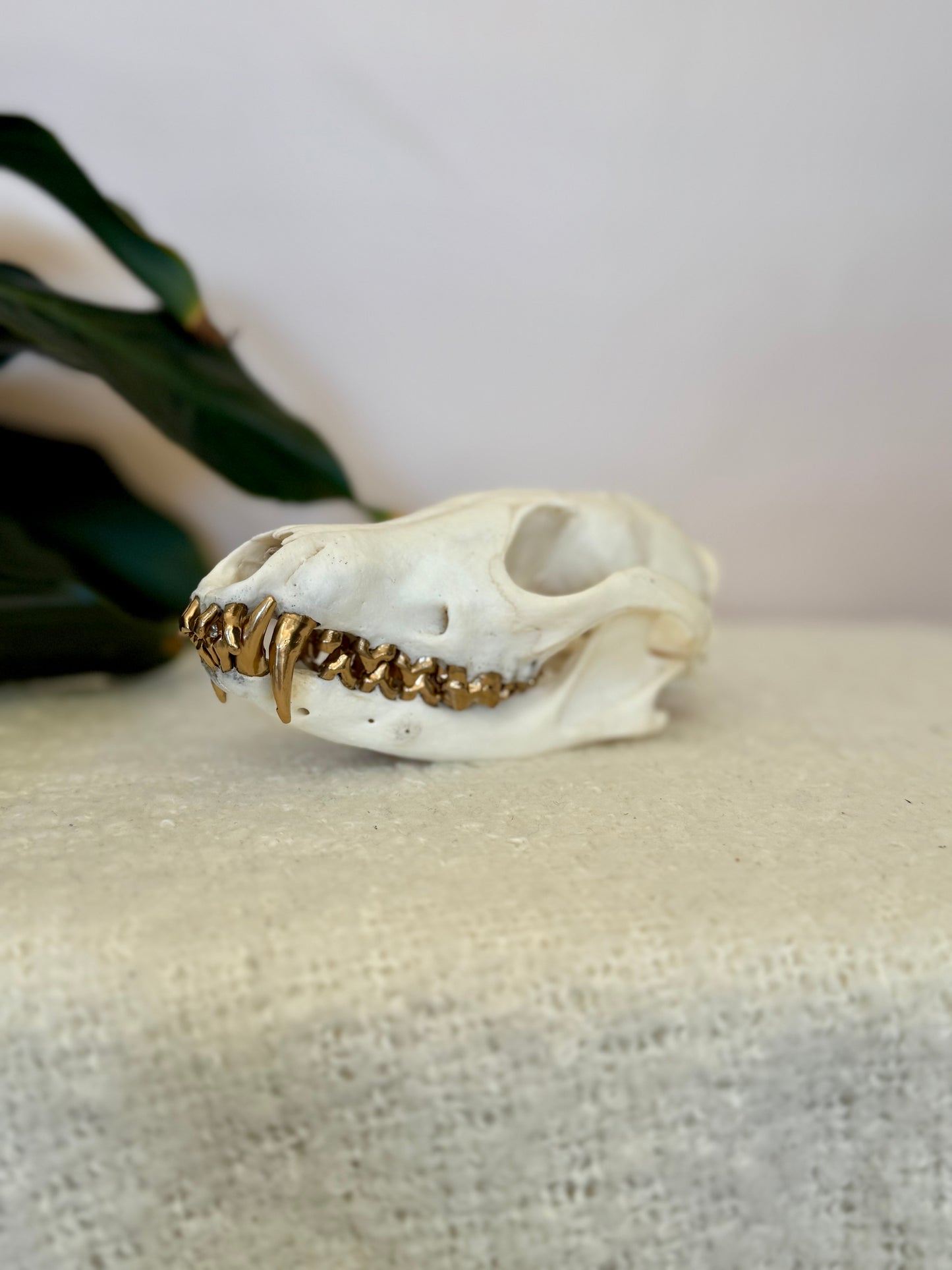 Red Fox Skull with Gold Teeth