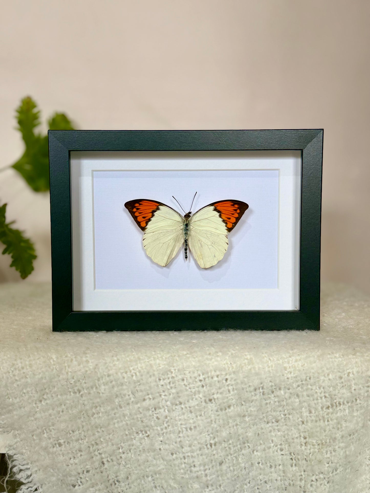 Great Orange Tip Butterfly