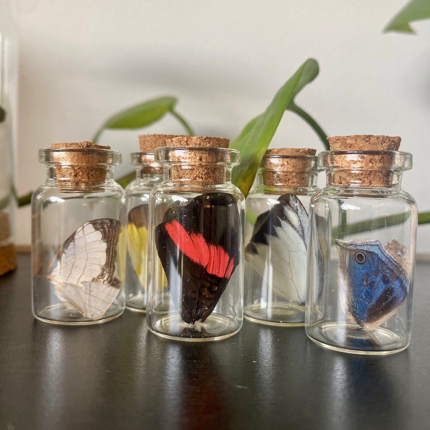 Mini Butterfly Wing Vial