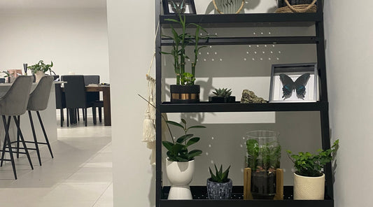 Unusual Home Décor Trends: Why Insects Are In