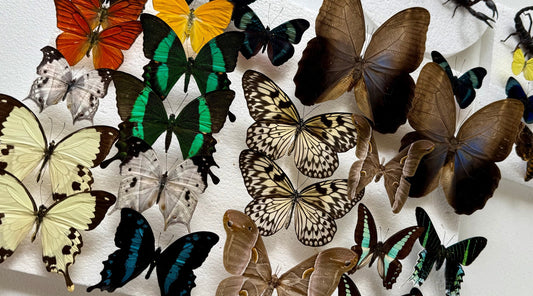 Insect Taxidermy: Where Art & Science Collide