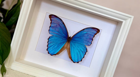The Science Behind Beauty: How Butterfly Wings Shimmer
