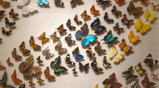 Years, Decades, or Even Centuries? The True Lifespan of Insect Taxidermy