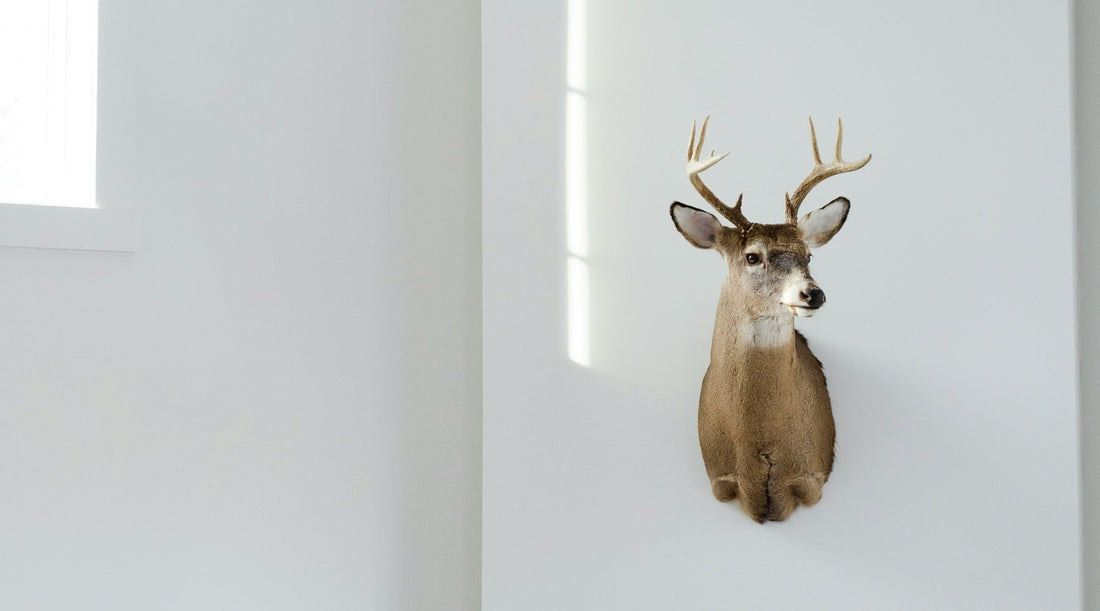 Thinking of Giving Taxidermy Art as a Gift? What to Know First