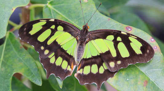 Species Spotlight: The Malachite Butterfly (Siproeta stelenes)