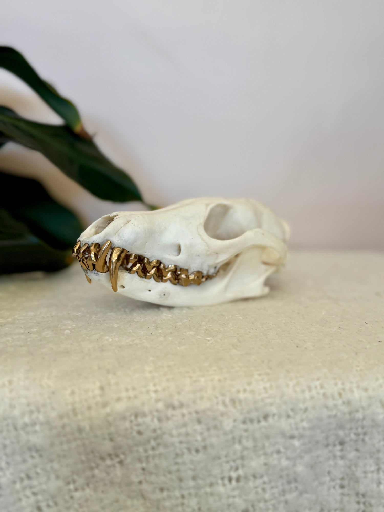 Oddities & Trinkets