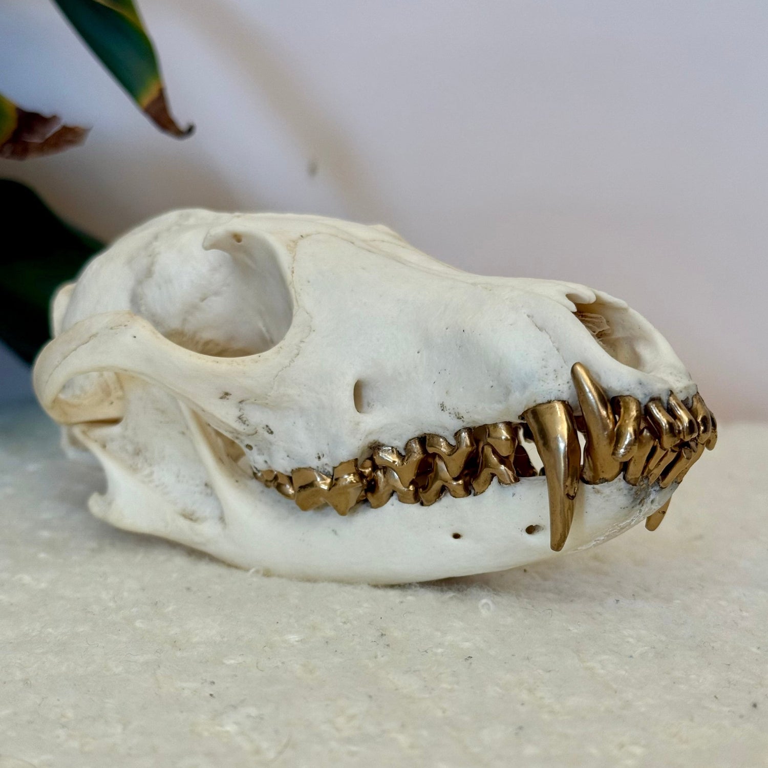 Bones