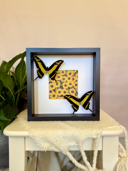 King Swallowtail Photo Frame
