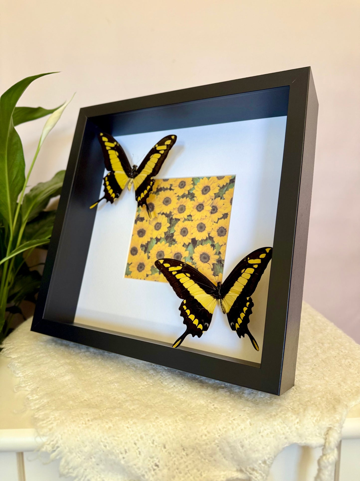King Swallowtail Photo Frame
