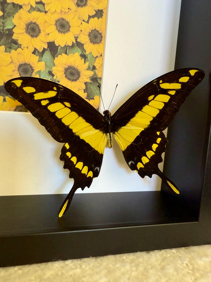 King Swallowtail Photo Frame