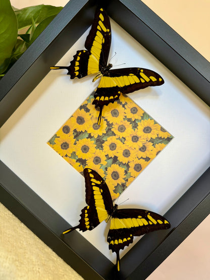 King Swallowtail Photo Frame