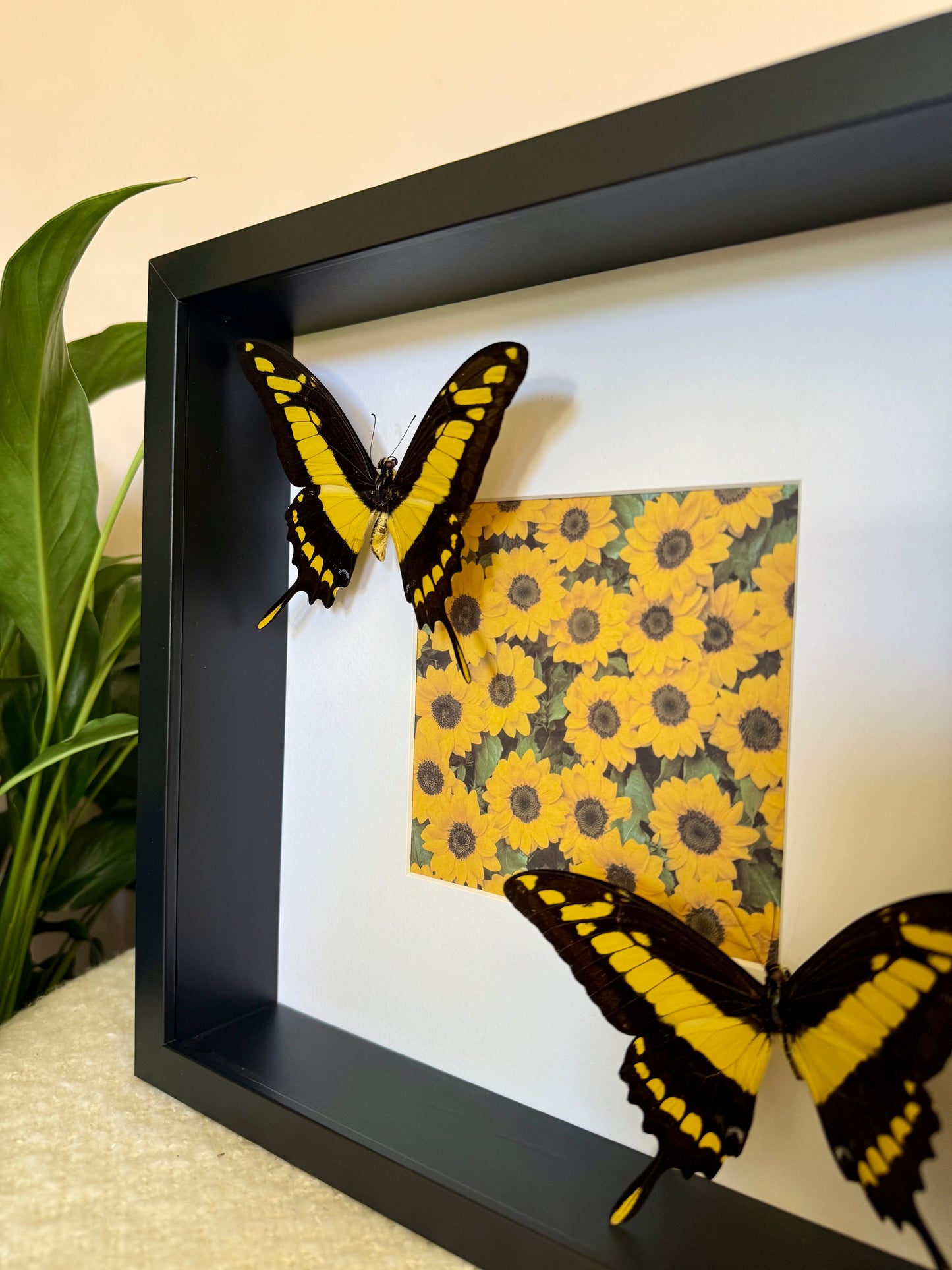 King Swallowtail Photo Frame