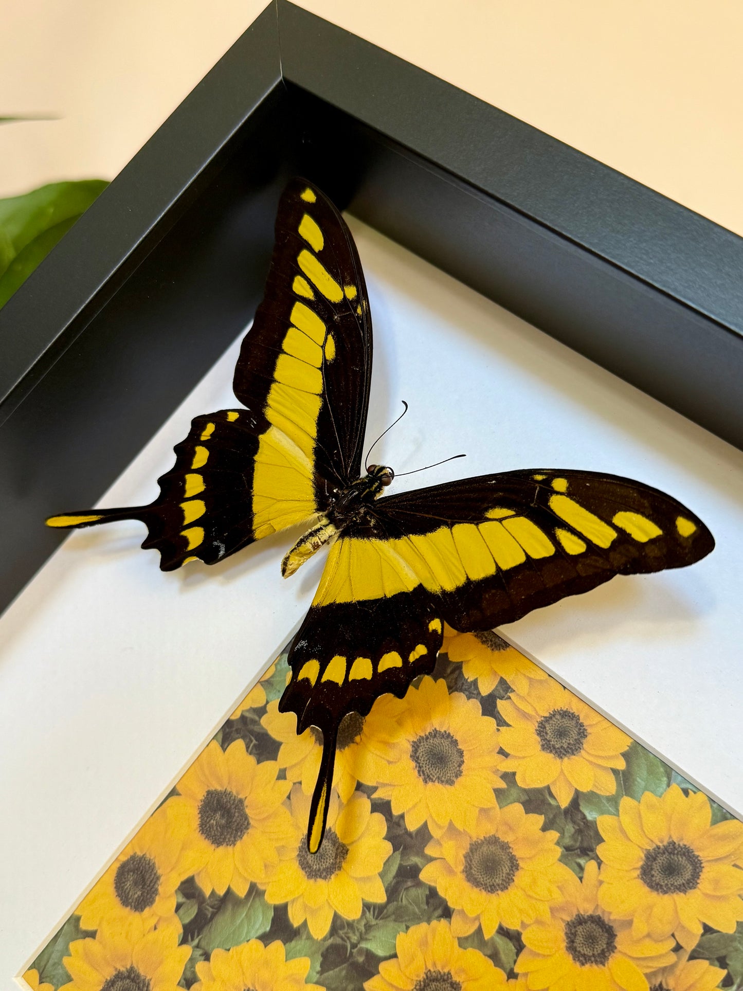King Swallowtail Photo Frame