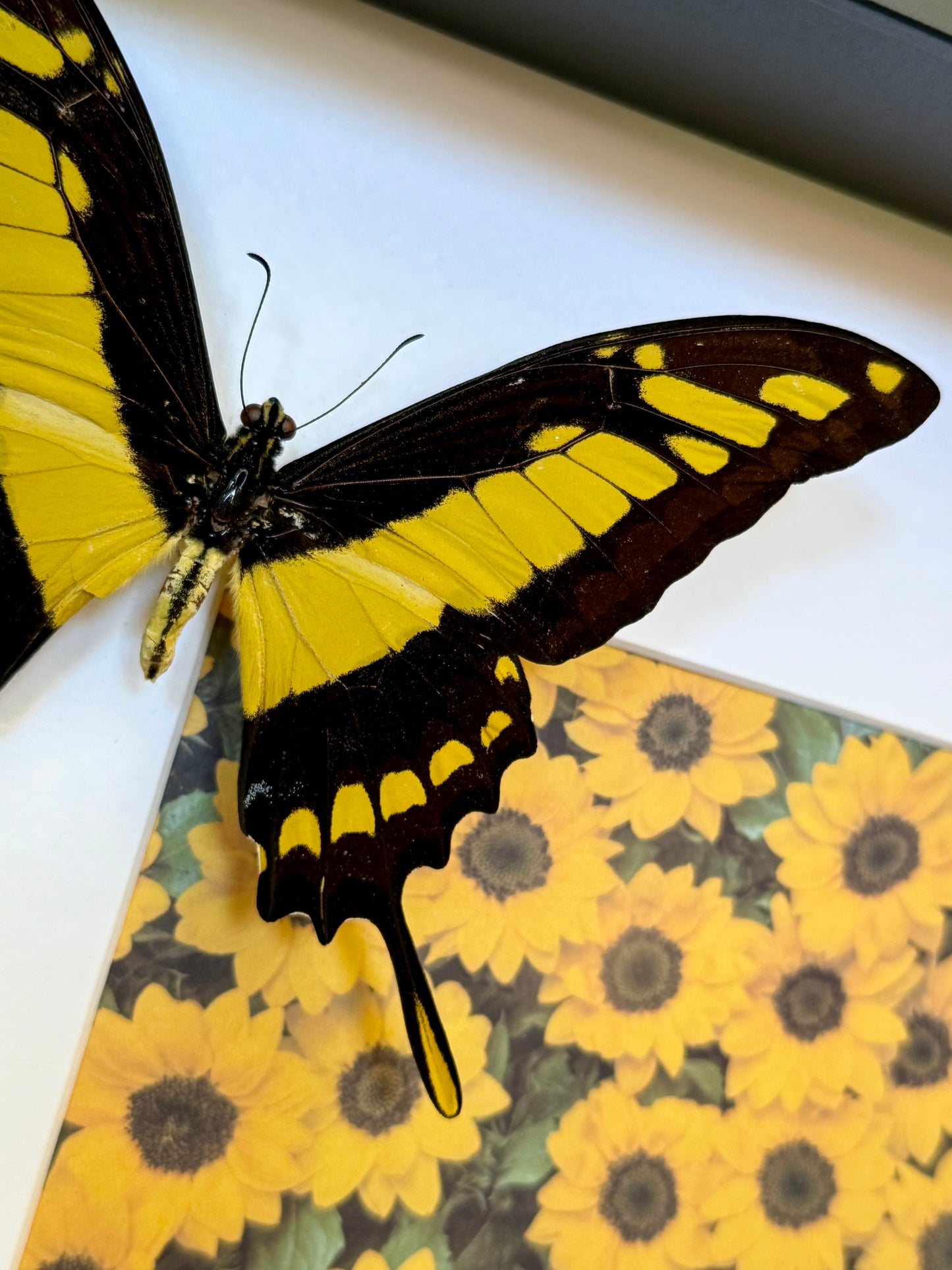 King Swallowtail Photo Frame