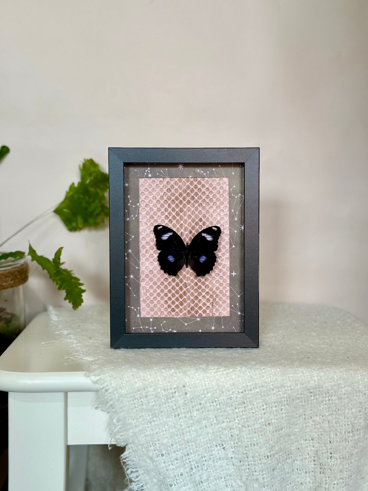 Blue Moon Butterfly with Carpet Python Slough