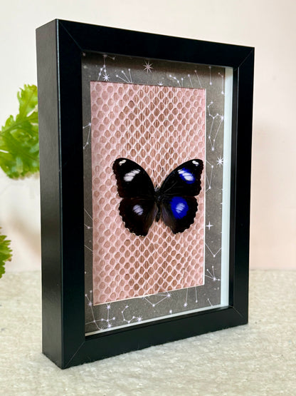 Blue Moon Butterfly with Carpet Python Slough