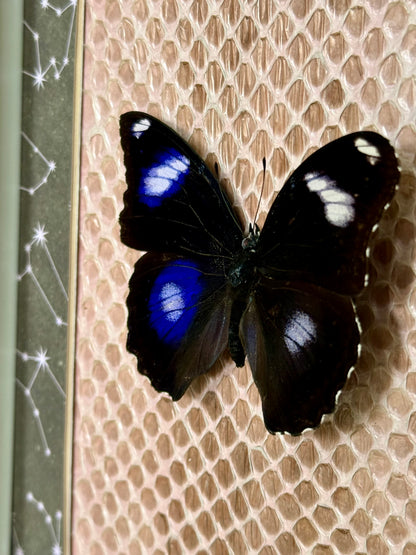 Blue Moon Butterfly with Carpet Python Slough