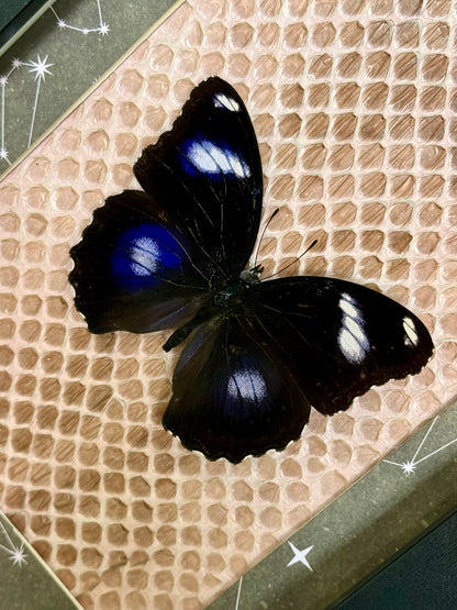 Blue Moon Butterfly with Carpet Python Slough