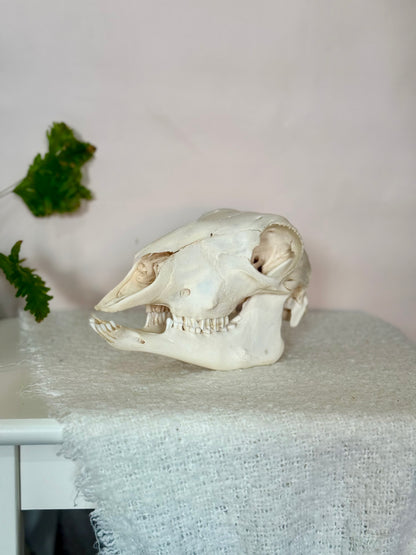 Lamb Skull