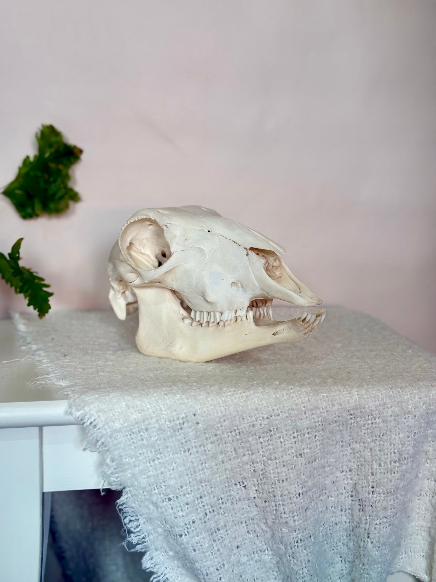 Lamb Skull