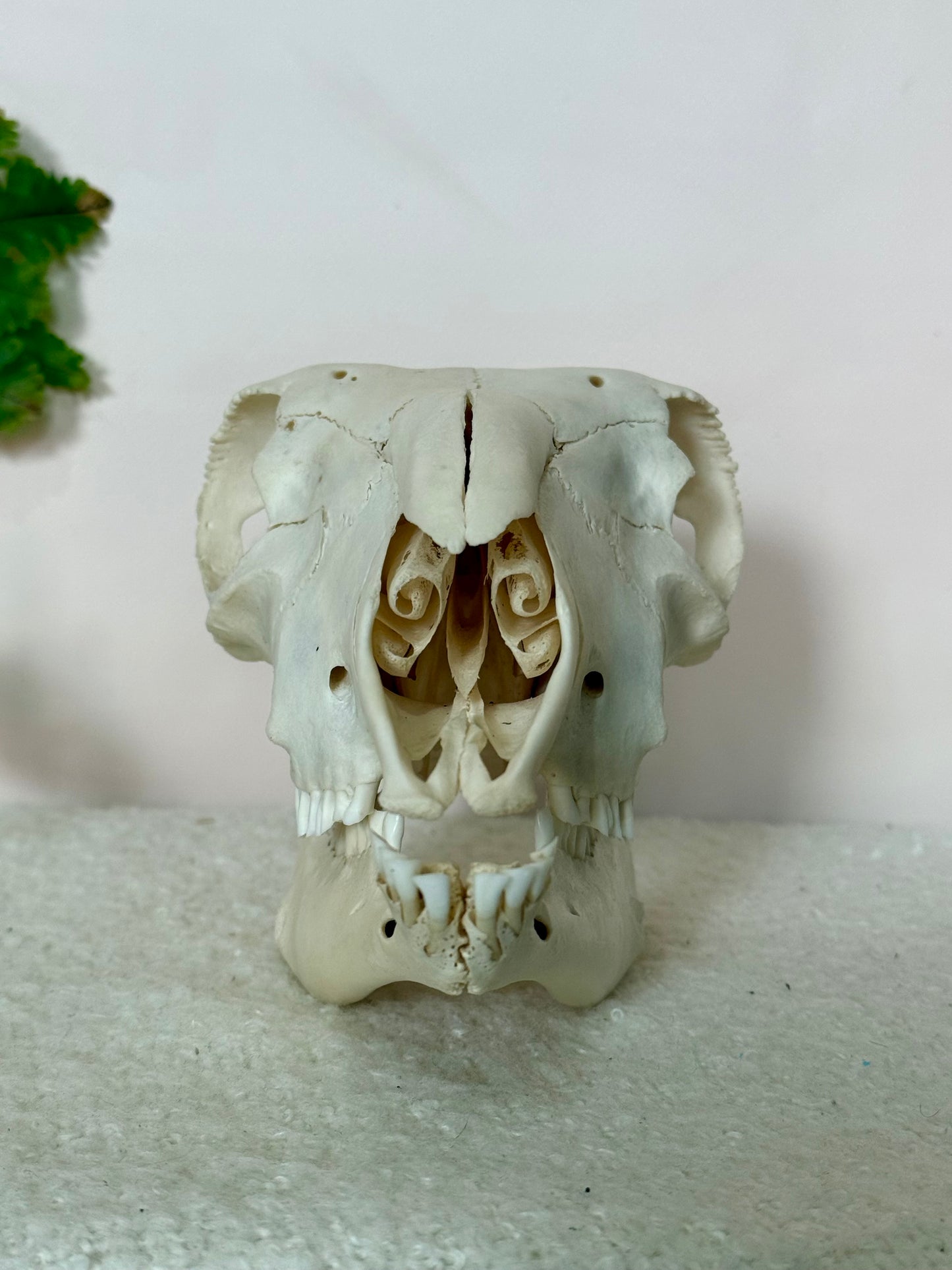 Lamb Skull