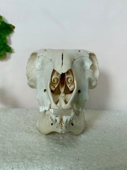 Lamb Skull