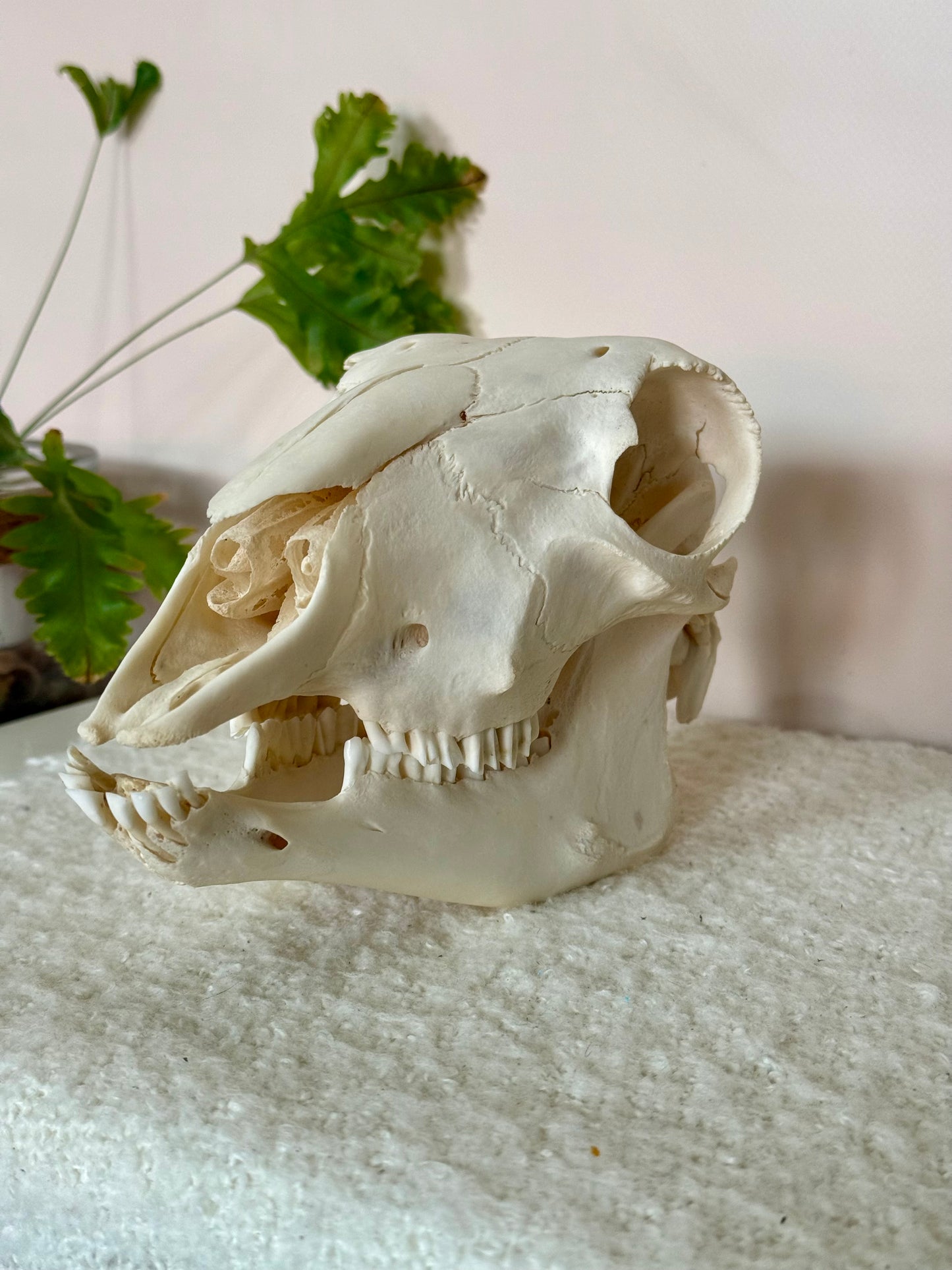 Lamb Skull