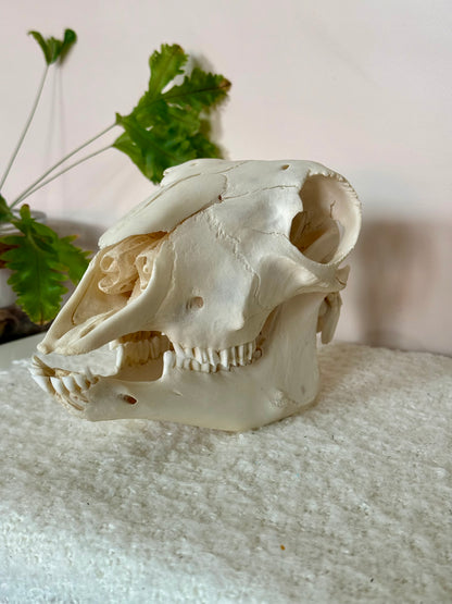 Lamb Skull