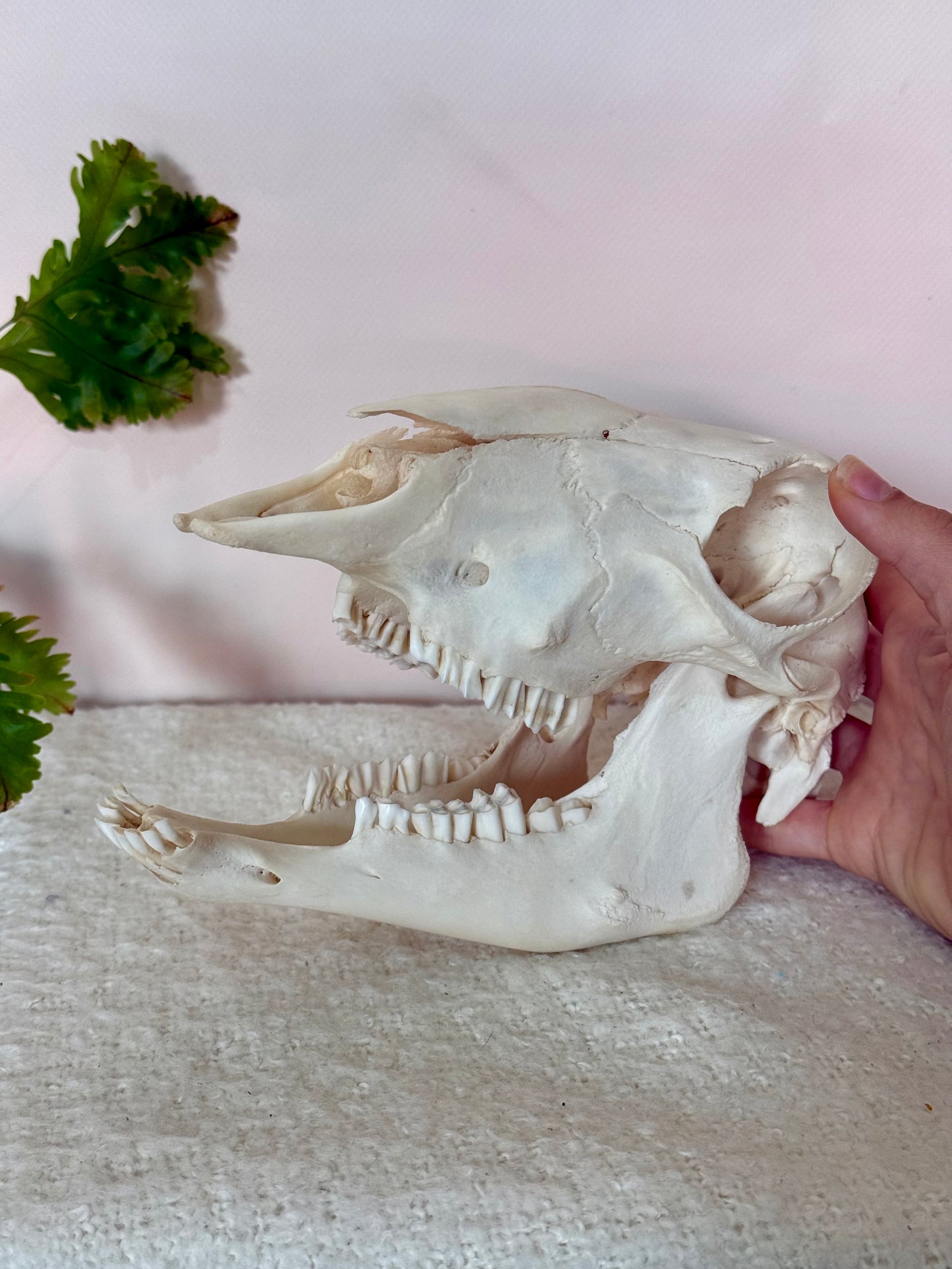 Lamb Skull