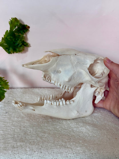Lamb Skull