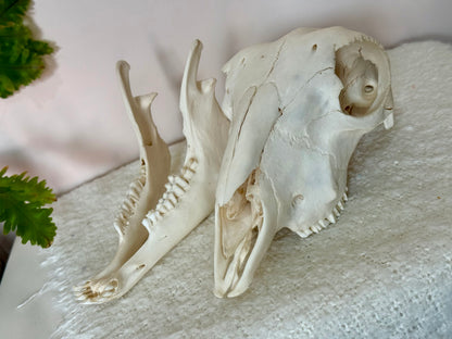 Lamb Skull