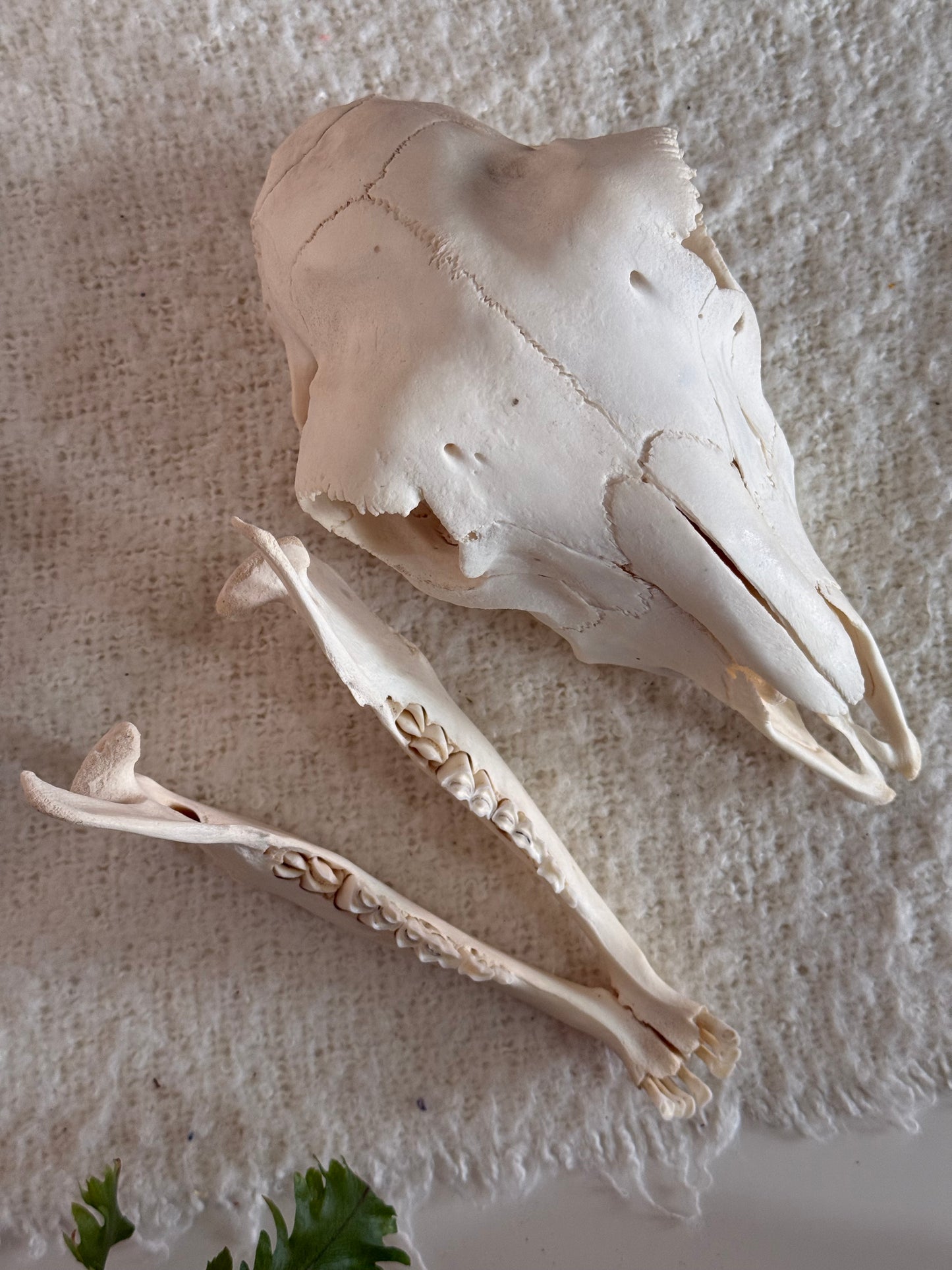 Lamb Skull