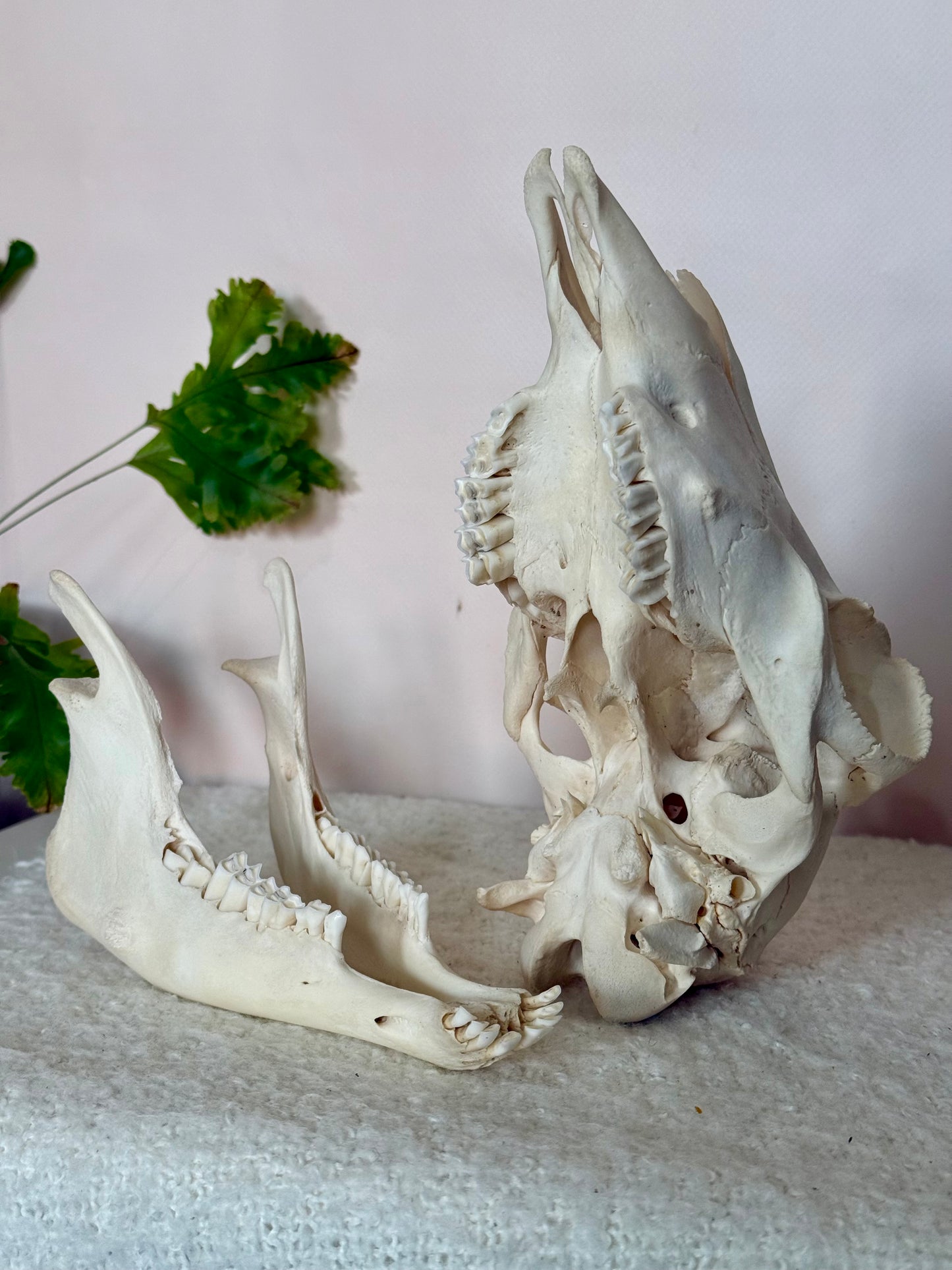 Lamb Skull