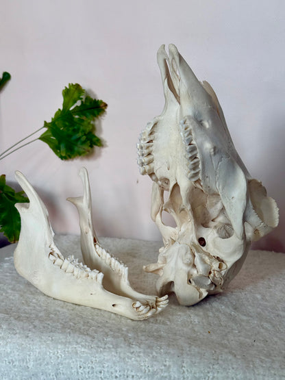 Lamb Skull
