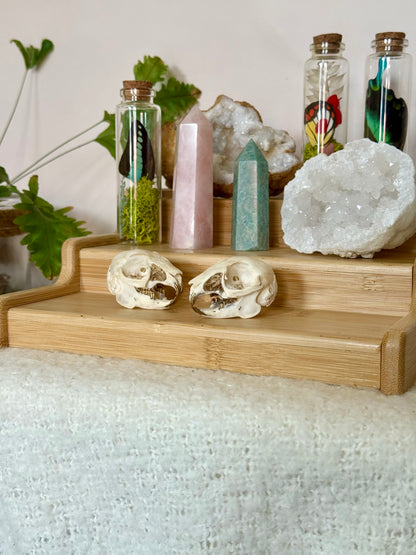 European Rabbit Skull with Gold Accents
