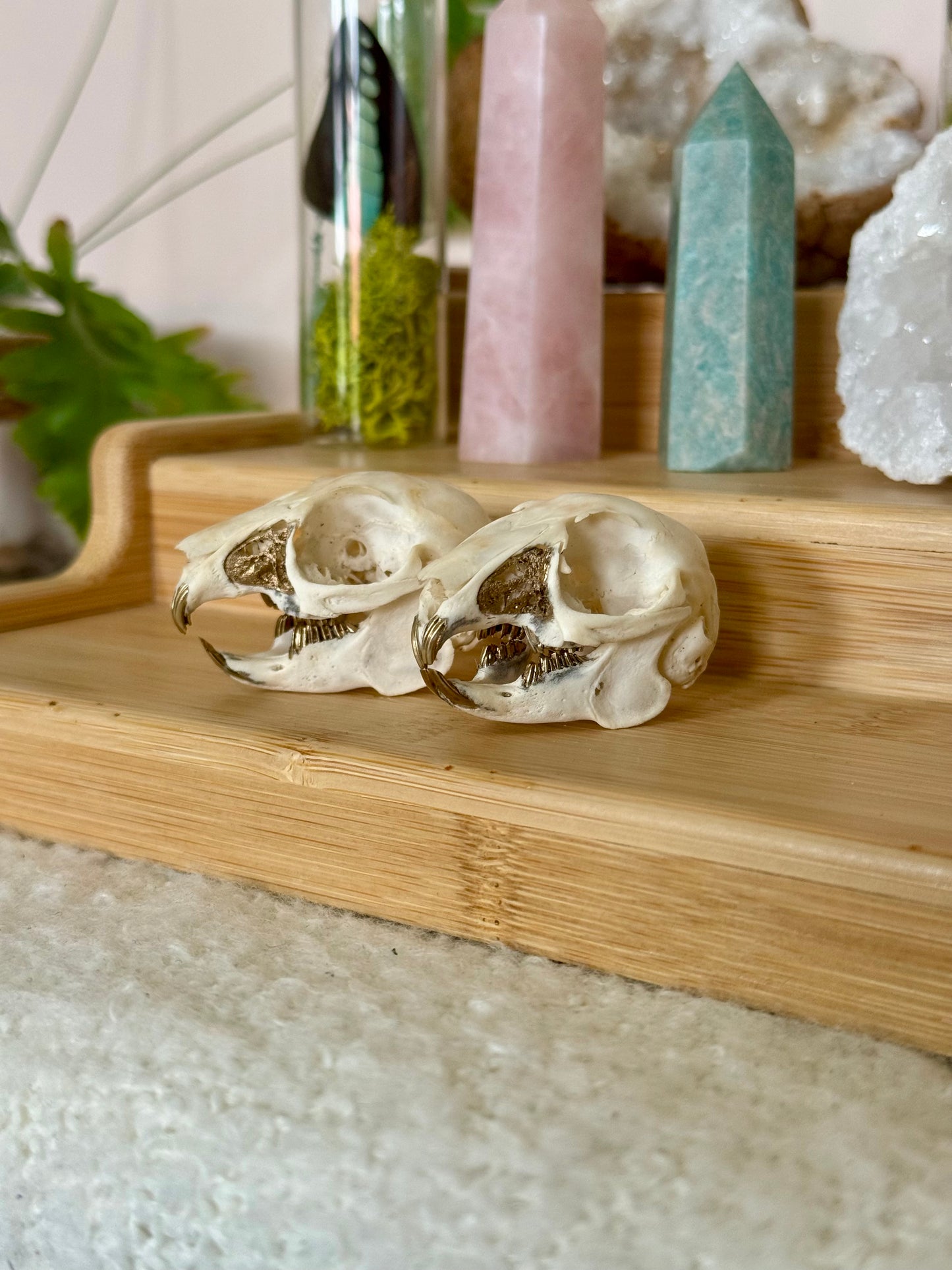 European Rabbit Skull with Gold Accents