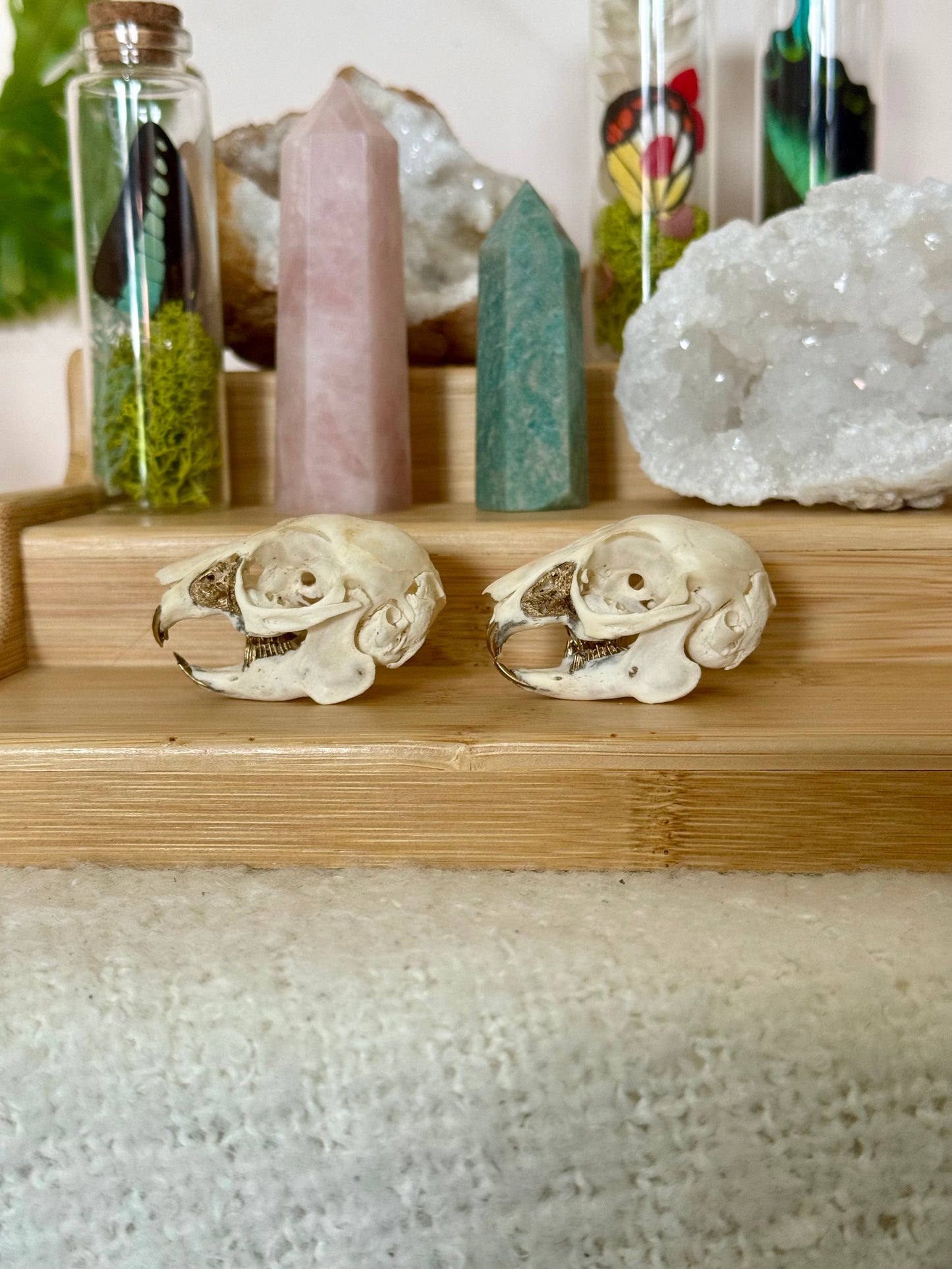 European Rabbit Skull with Gold Accents