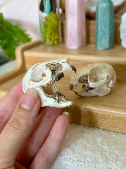 European Rabbit Skull with Gold Accents