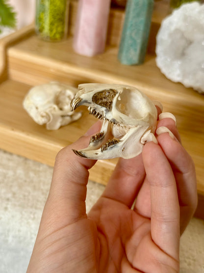 European Rabbit Skull with Gold Accents