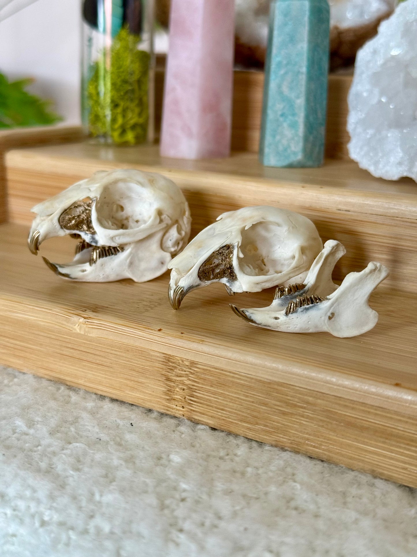 European Rabbit Skull with Gold Accents
