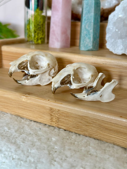 European Rabbit Skull with Gold Accents