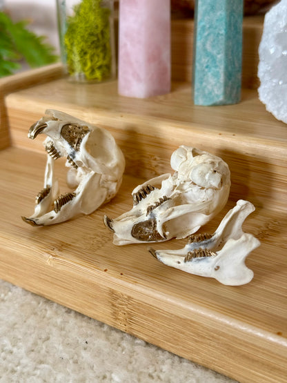 European Rabbit Skull with Gold Accents